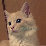 11356864_1609157879336838_930111852_a