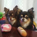 11287793_1646493638916366_574177518_a