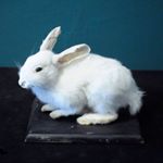 11917886_412586598949296_669496531_a