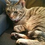 12107637_952718541438554_1024660905_a