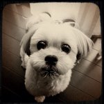 11350729_1655406461347825_1264938808_a