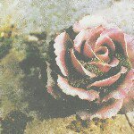 11850404_856159881140134_645331300_a