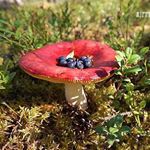 10005704_1652946838314599_102481319_a