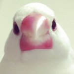 11251643_1443439425971410_634526944_a