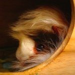 11906179_949545405083712_357747036_a