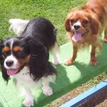 11376245_1721288211431885_24202878_a