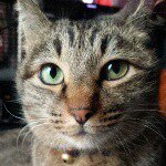 11330671_294055090718079_1827907187_a