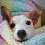 10693817_349895035169255_1836364202_a