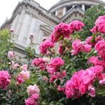 11363647_135547153457141_96917103_a