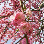 11049388_582812921861316_1311216405_a