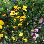 11330548_748036851960536_71265205_a