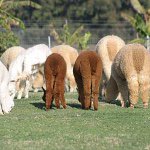 11008282_841730419222089_1902971168_a