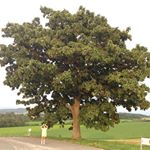 11337179_1518487918464283_1477956299_a