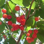 12142044_149293972089622_1378822335_a