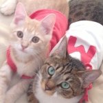 11848965_490081254491930_891300666_a