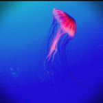 1515224_1397432030551841_1234968175_a