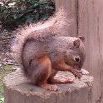 11856707_146828048992178_1919579388_a