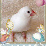 10471820_1496967520565518_2115460487_a