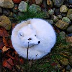 11263485_974106995941890_220470790_a