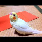 11380266_1492198307739309_455901287_a