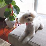 11850261_124848684532484_1186098156_a