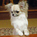 11427400_1587761918152344_281272261_a