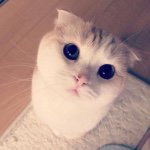 11379171_1641444962742493_578989946_a