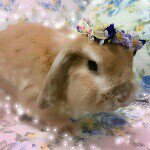 11205874_447060262137376_557386686_a