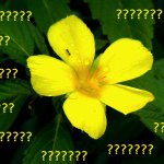 11375802_1660703900838997_1509105432_a