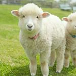 11254251_1633172926966255_1544710474_a