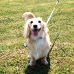 11191265_1611820185722101_136390565_a