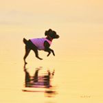 12071189_426770630851573_1185722479_a