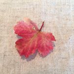 11910532_1683202878592183_1412527801_a