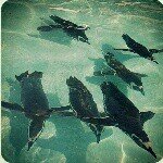 11324898_656057494530119_2060125575_a