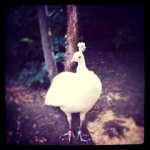 11326384_1594298090823513_1542065525_a