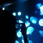 11849195_1625503981023832_1518739937_a