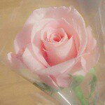 11245920_937784046261321_803689508_a