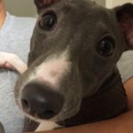 11374283_1503934129906280_1441652103_a