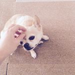 12063172_700292636773320_1307180073_a