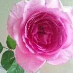 10520273_614869255293788_2074305485_a