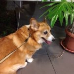 11910342_1643542962556232_2110711324_a