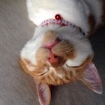 1741842_1076909339000591_1974745076_a