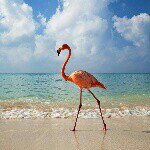 10724162_736647779721617_535226537_a