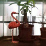 11330534_1586658714927773_1890323259_a