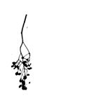 12276775_1493421714293649_639188608_a