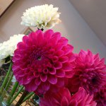 11821924_1483564475287542_1179388432_a