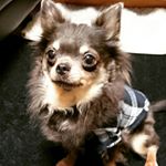 12144275_863549193740447_1879924187_a