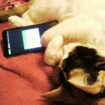 12093417_503930826456326_777293568_a