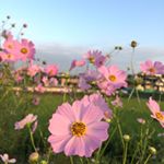 12093809_1718354518386382_1970790506_a