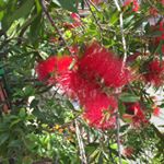 12338474_802889529836534_948681172_a